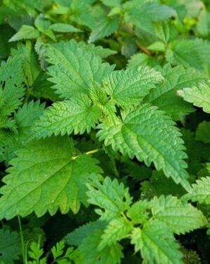 nettles to increase potency