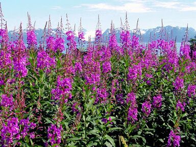 Fireweed has a positive effect on men's health