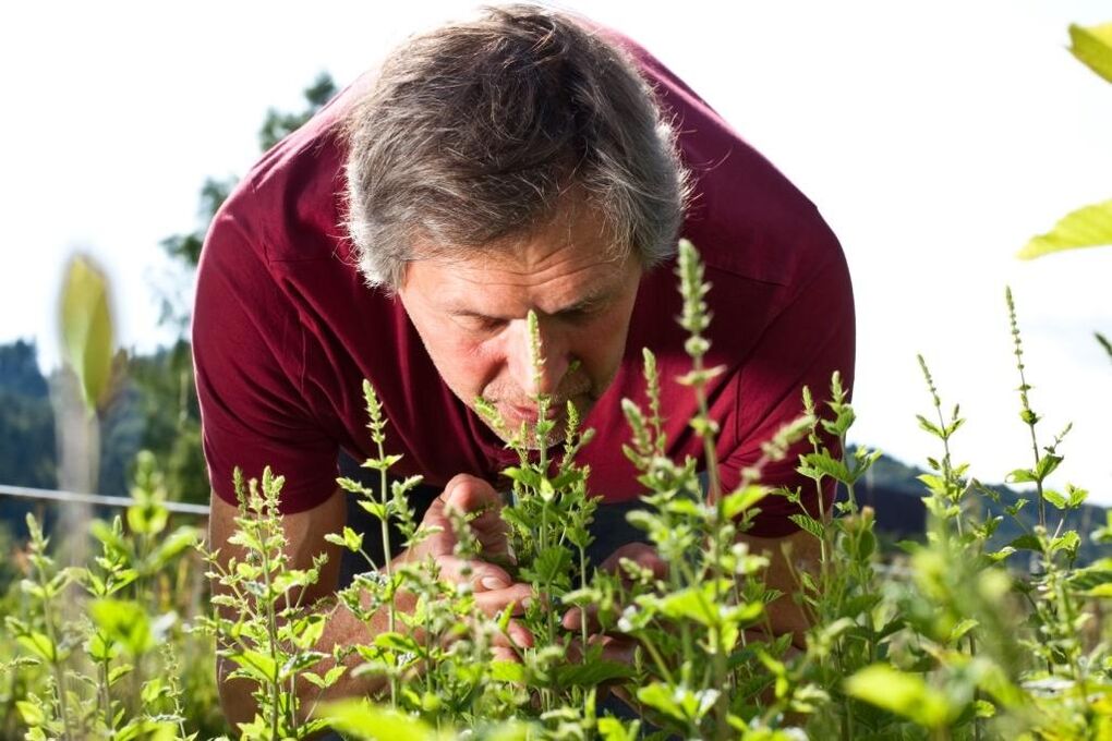Various plants help restore male potency
